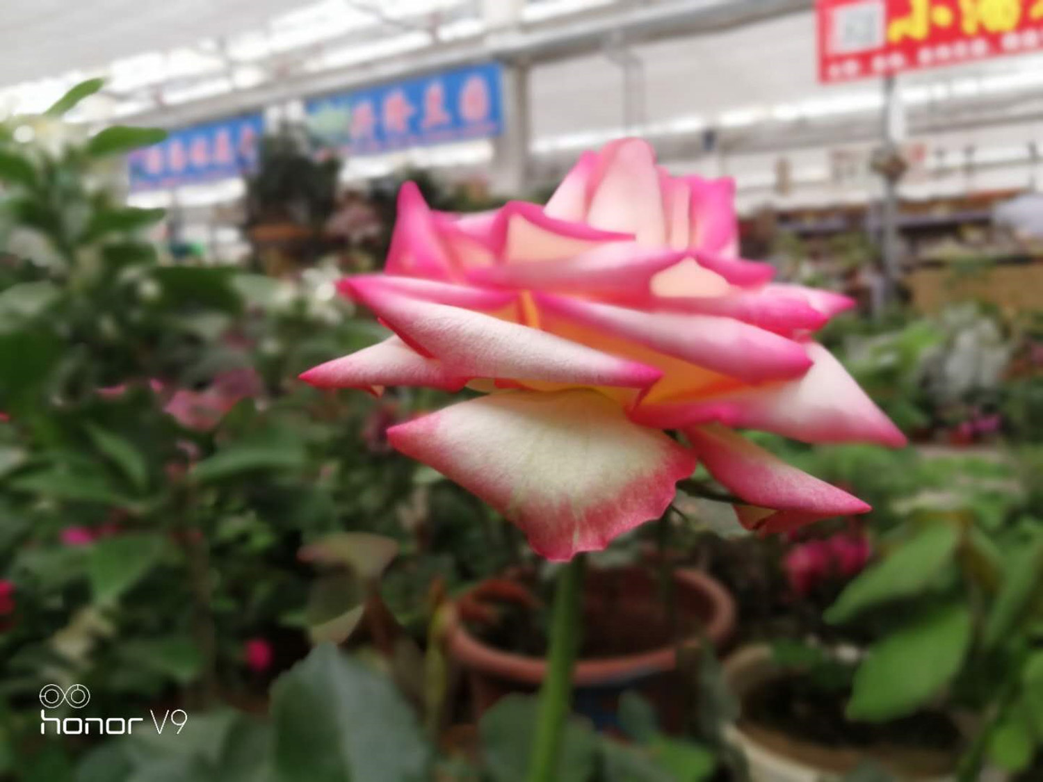 chinese rose