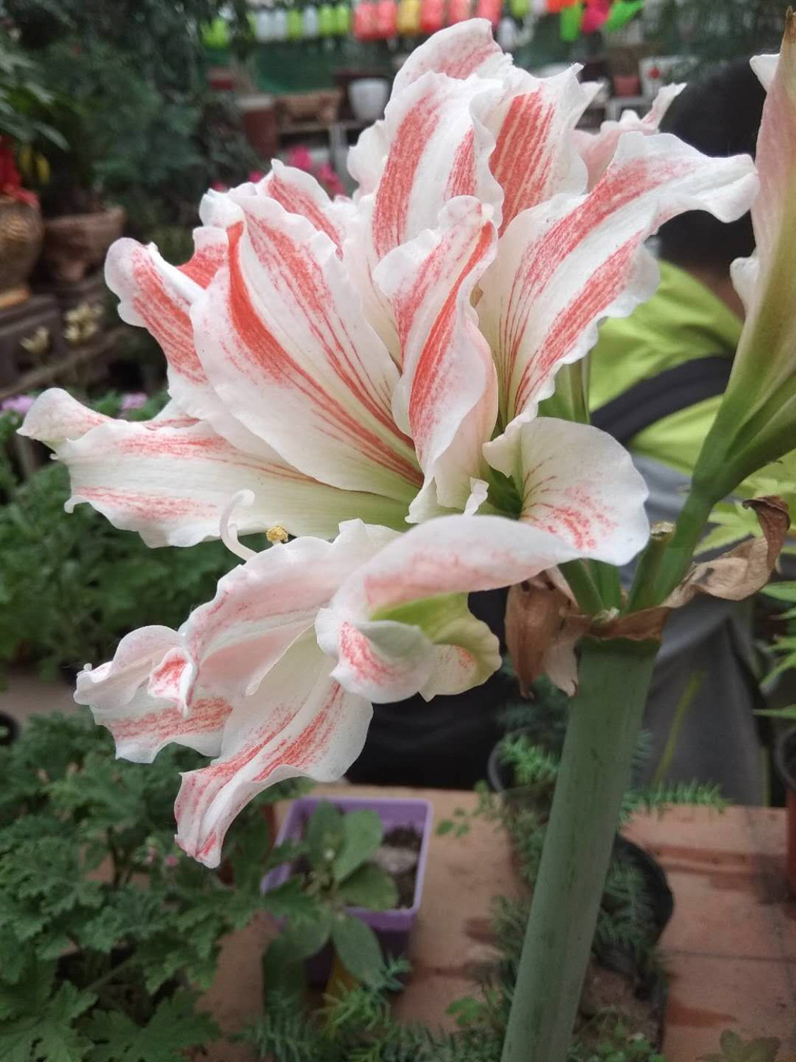 amaryllis