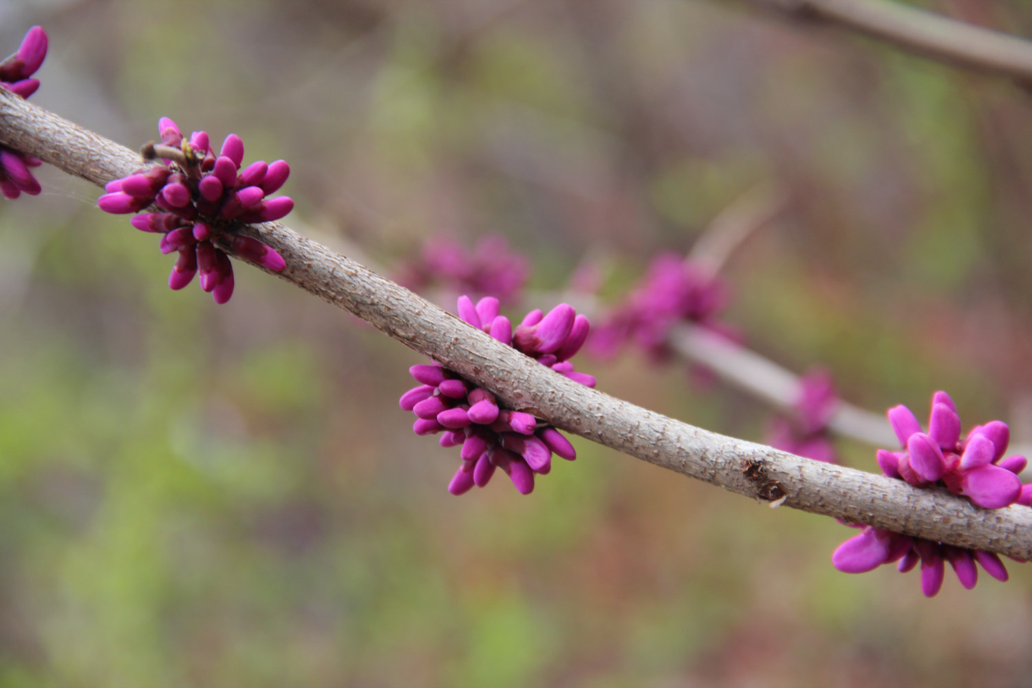 Bauhinia