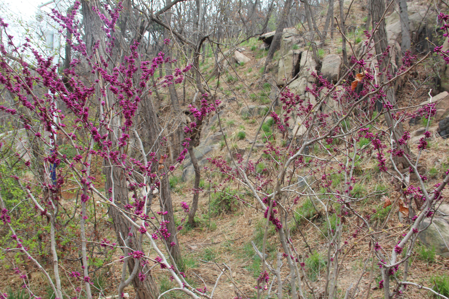 Bauhinia