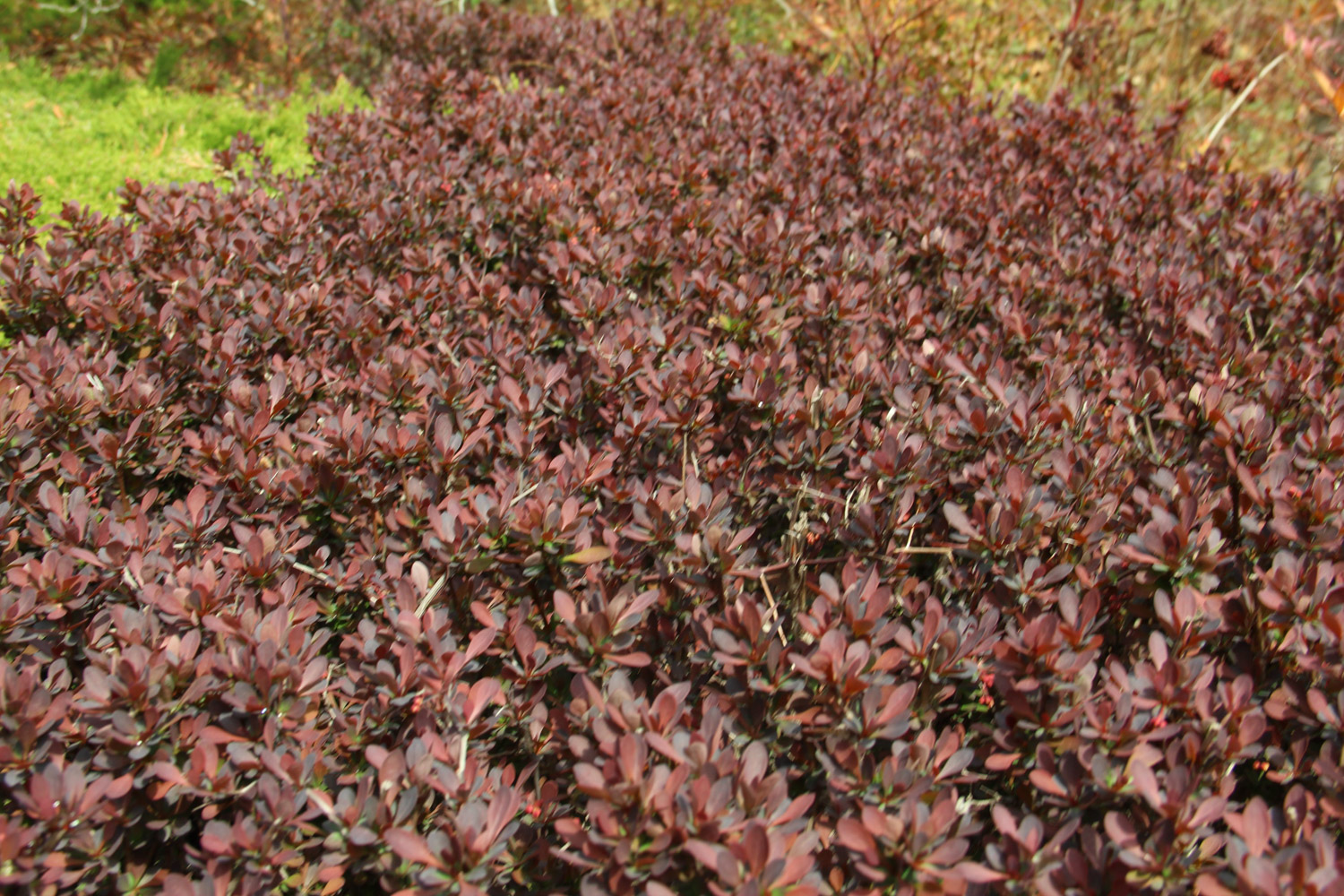 berberis thunbergii 