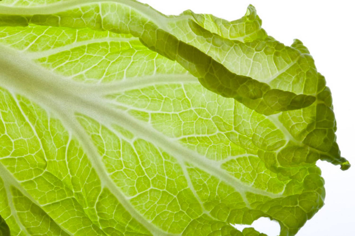 Chinese cabbage