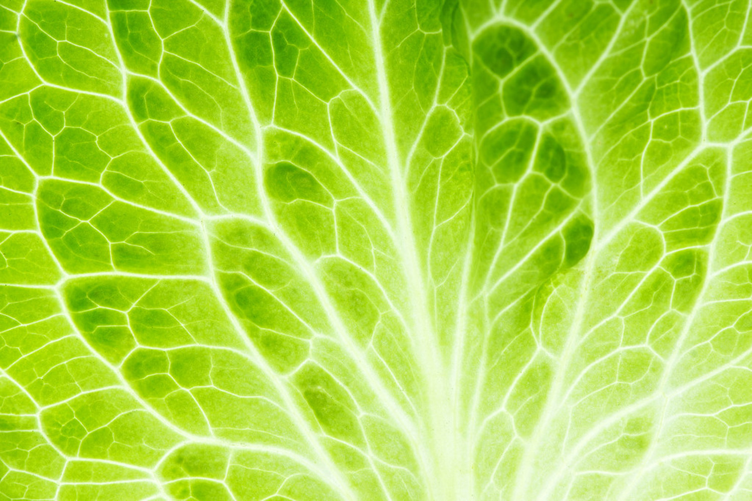 Chinese cabbage