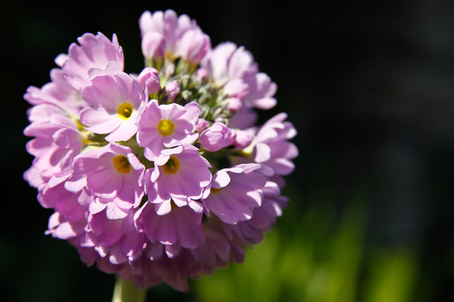 Primula