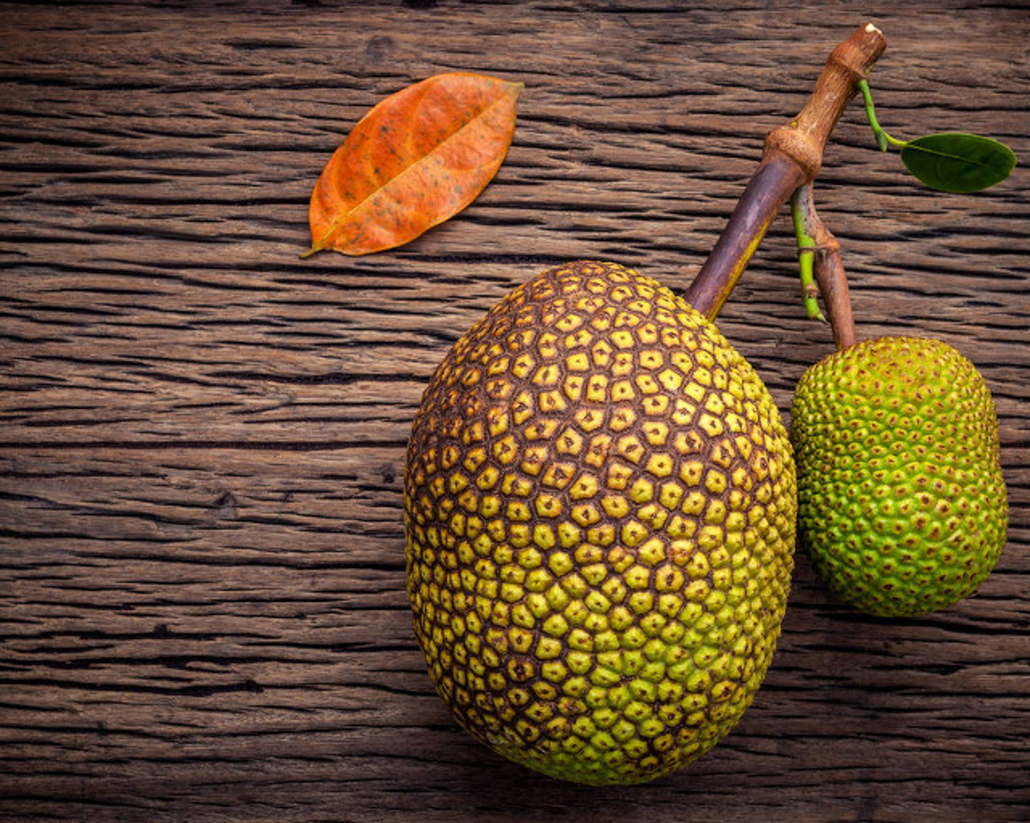 jackfruit