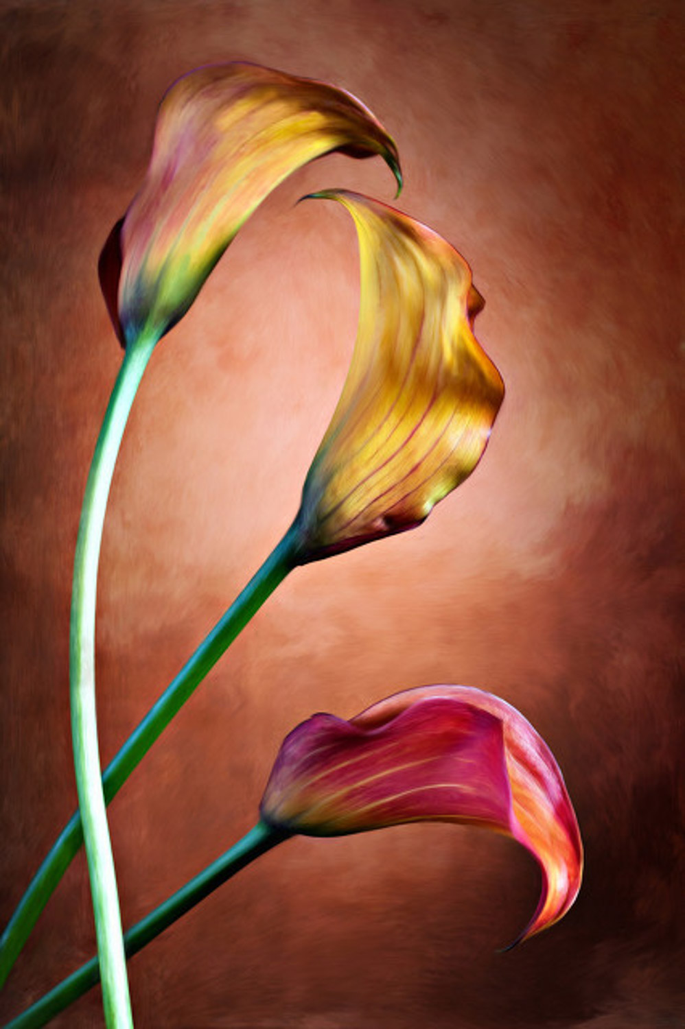 calla lily 