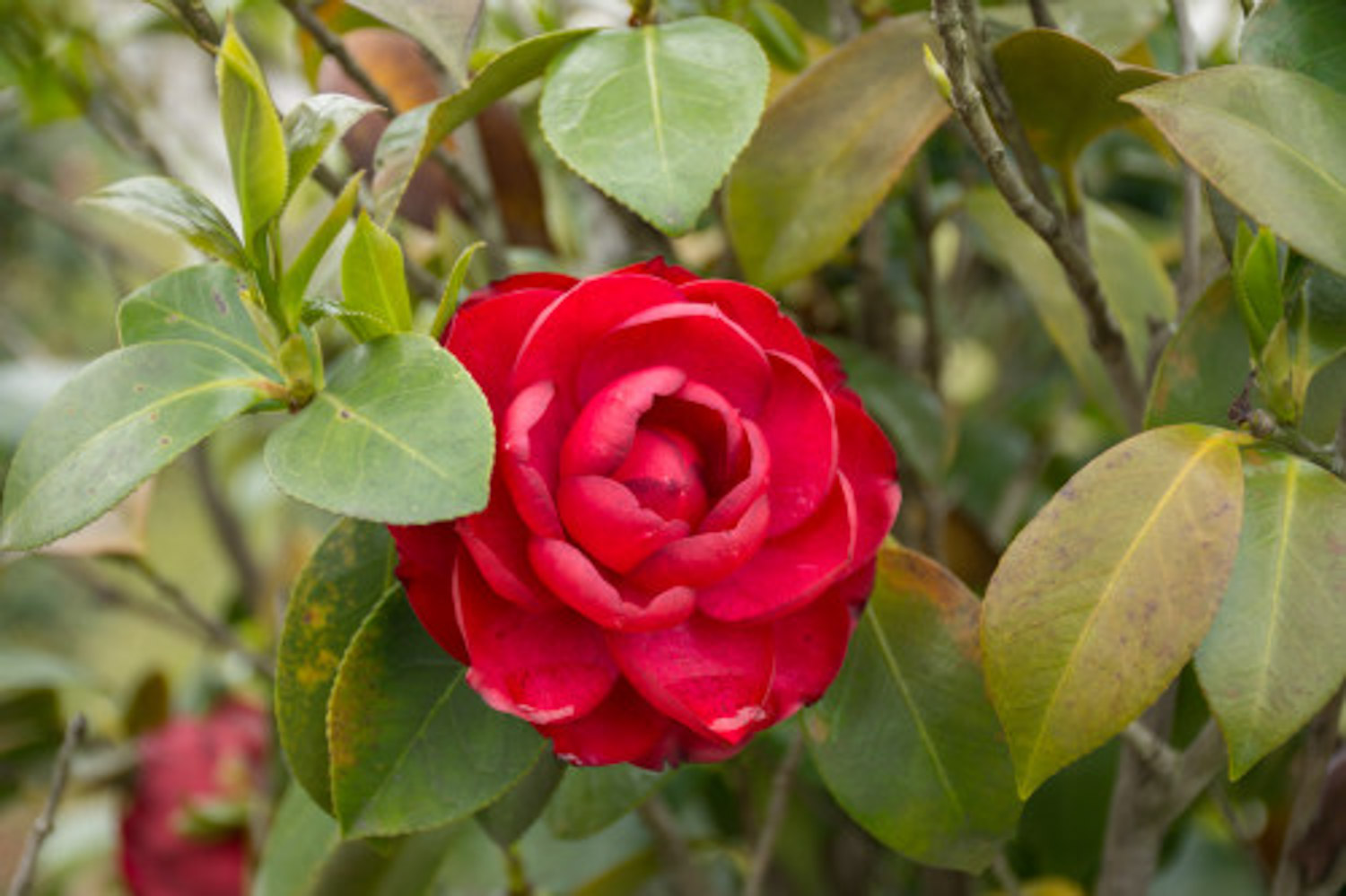 Camellia