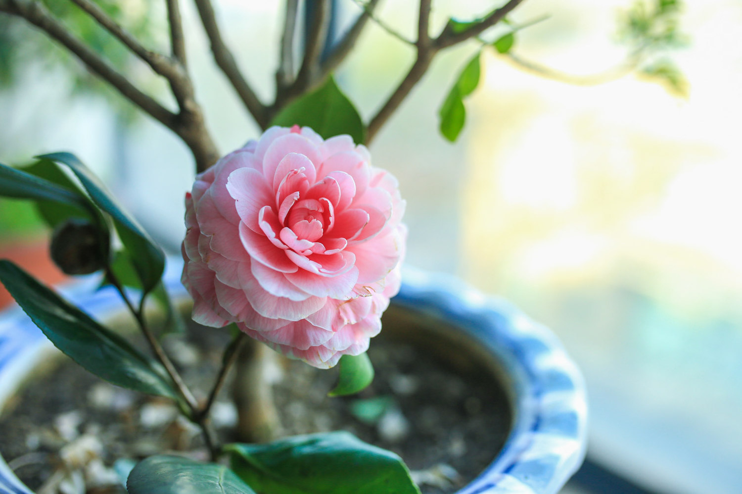 Camellia