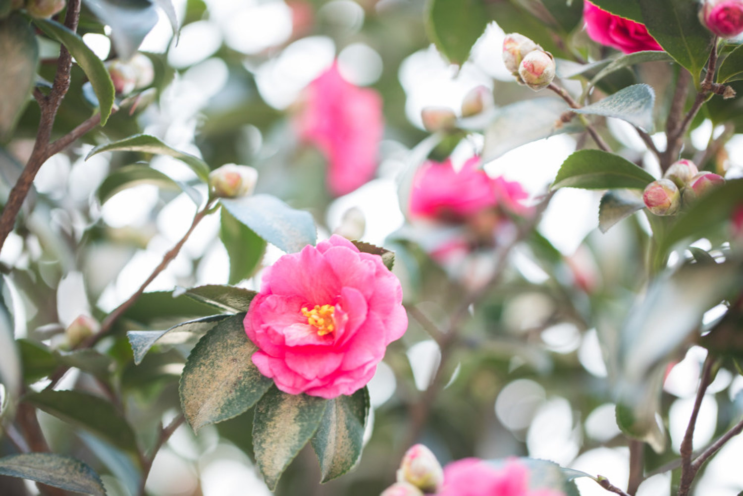 Camellia