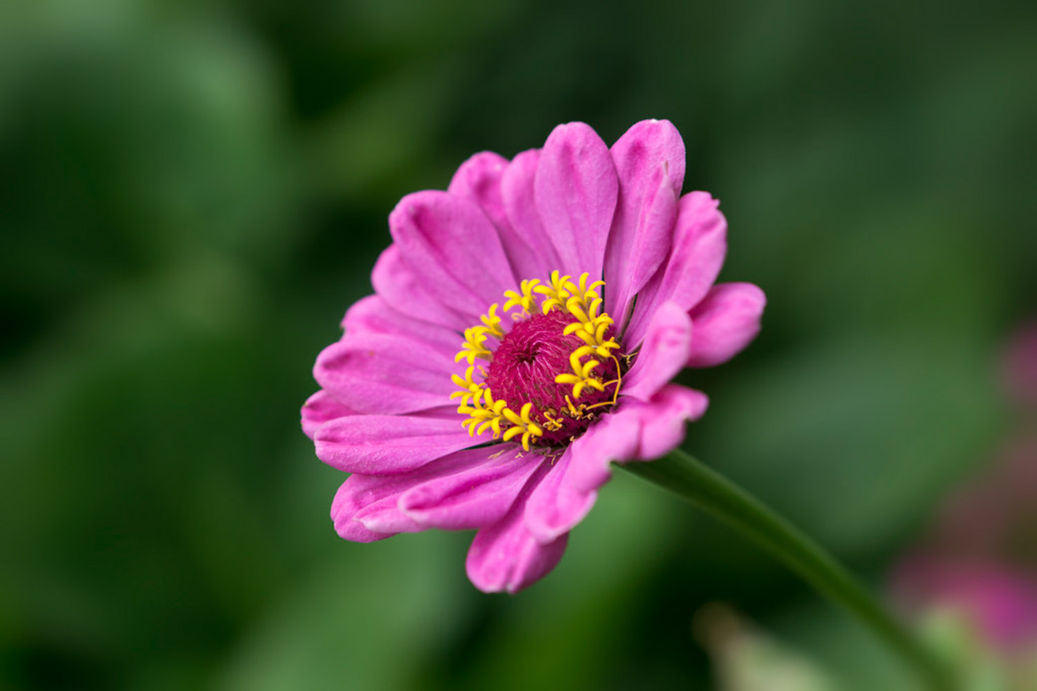 Chrysanthemum