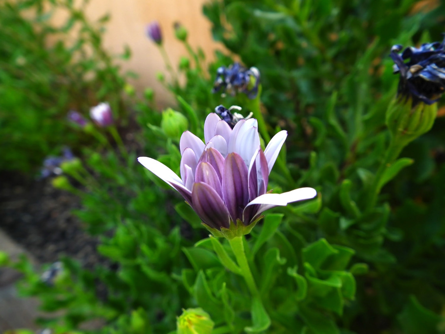 Chrysanthemum