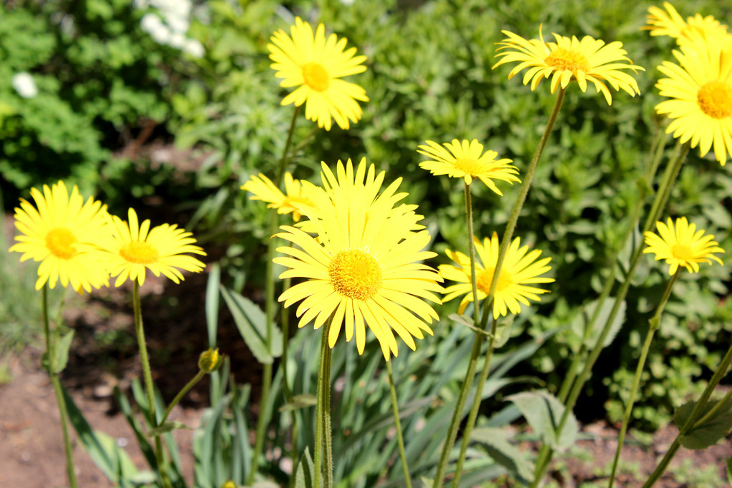 Chrysanthemum