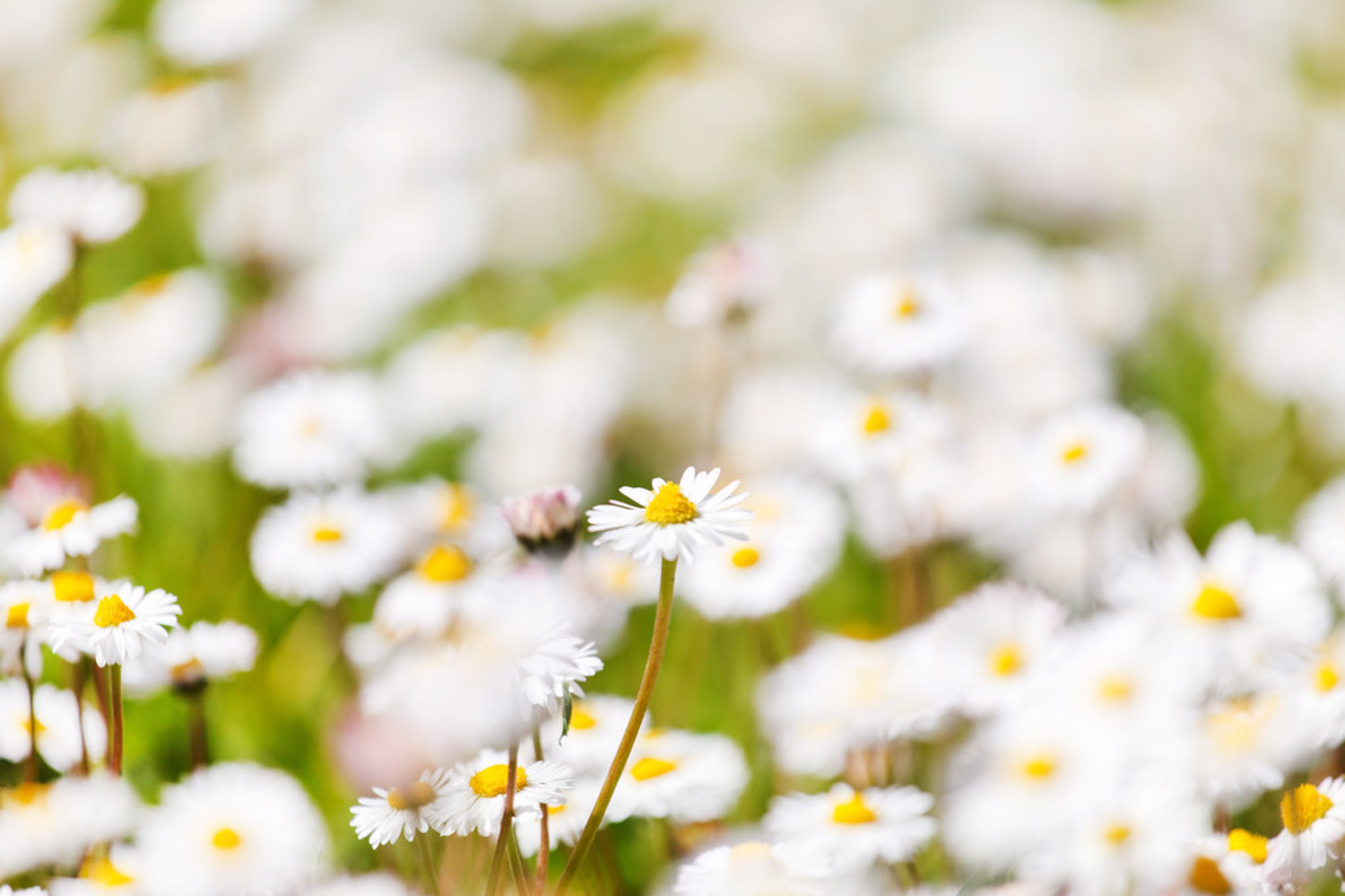 Chrysanthemum