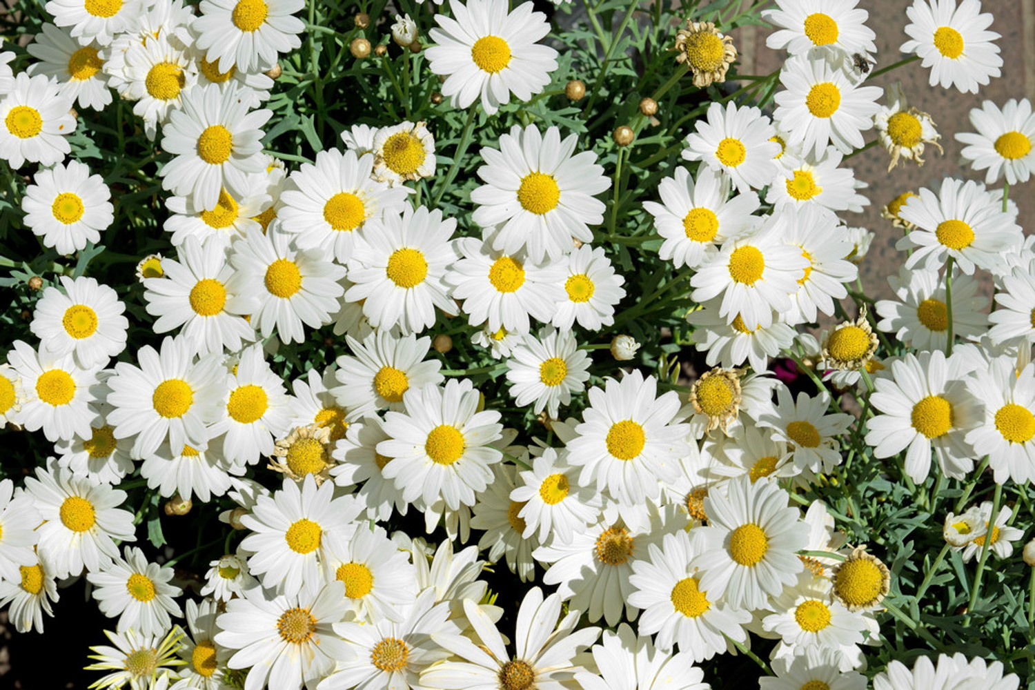 Chrysanthemum