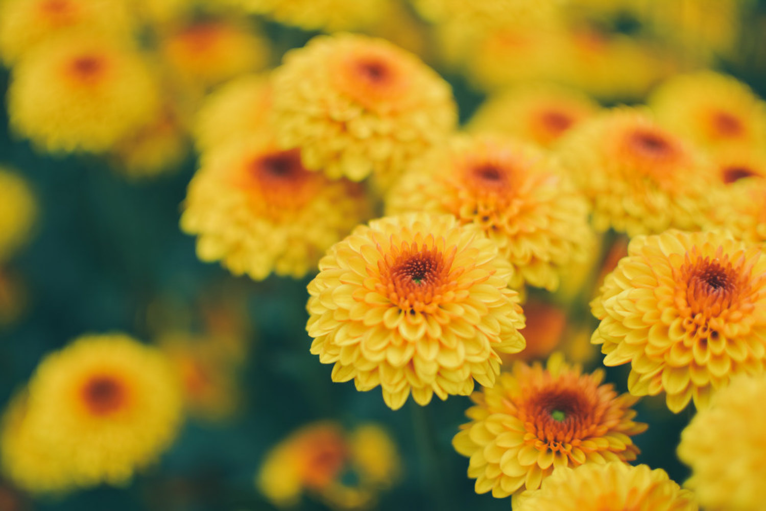 Chrysanthemum