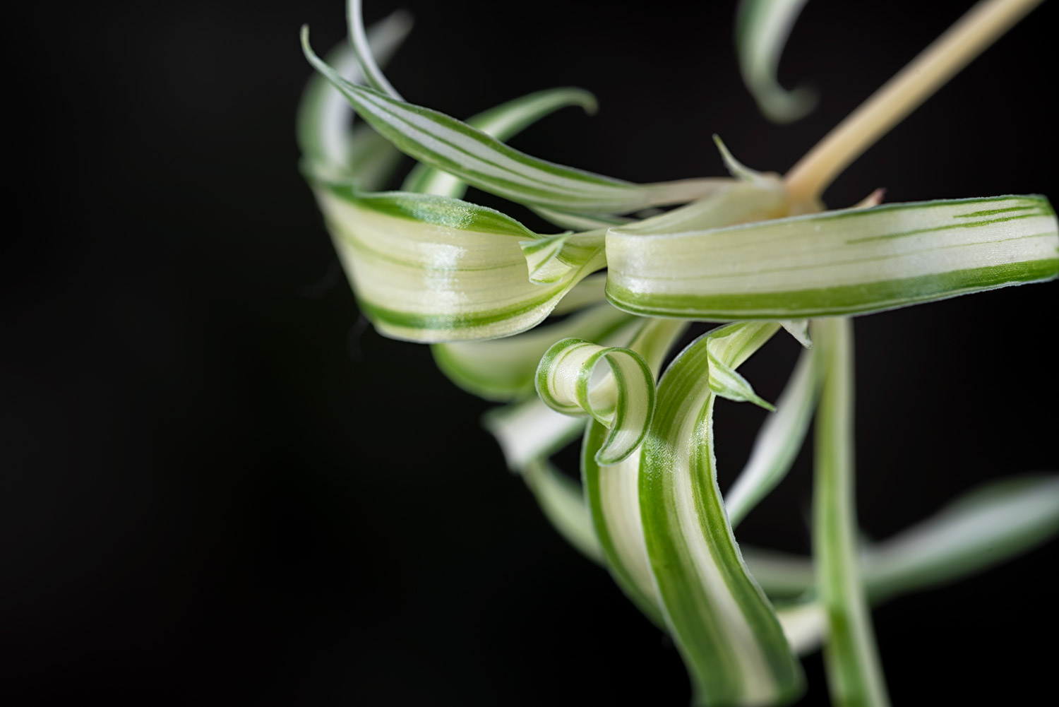 Chlorophytum