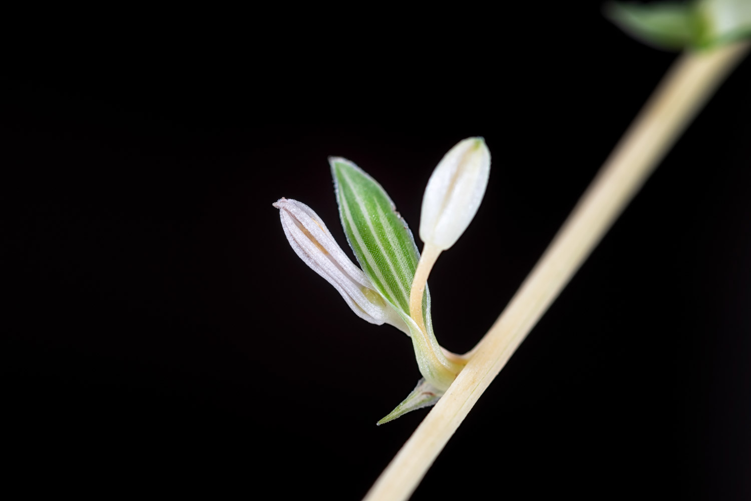 Chlorophytum