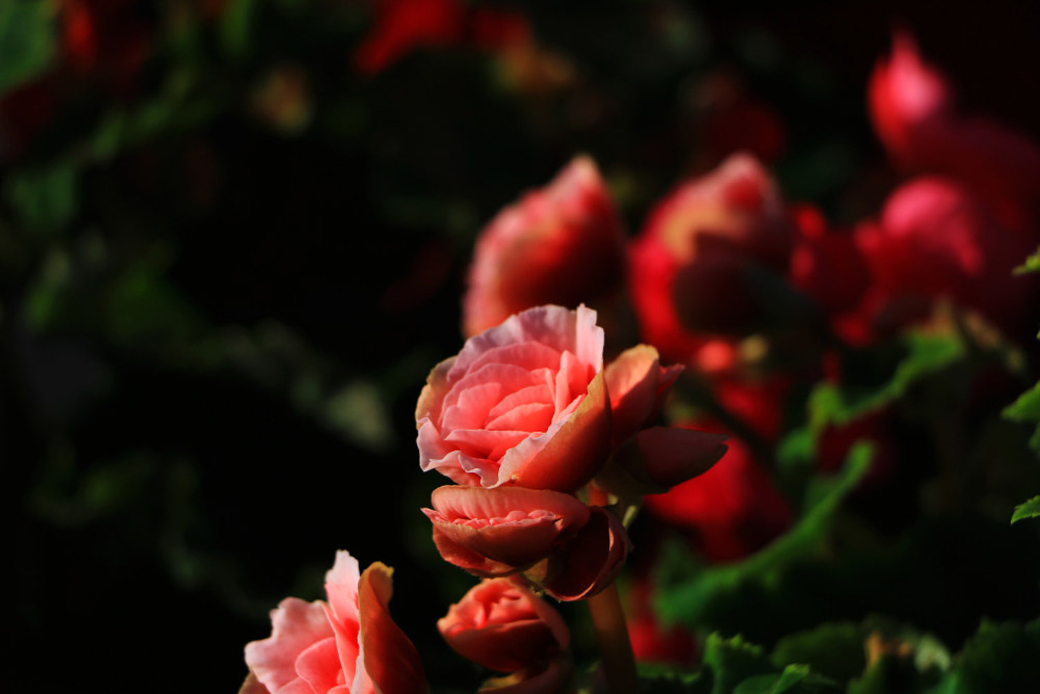 Rieger Begonia