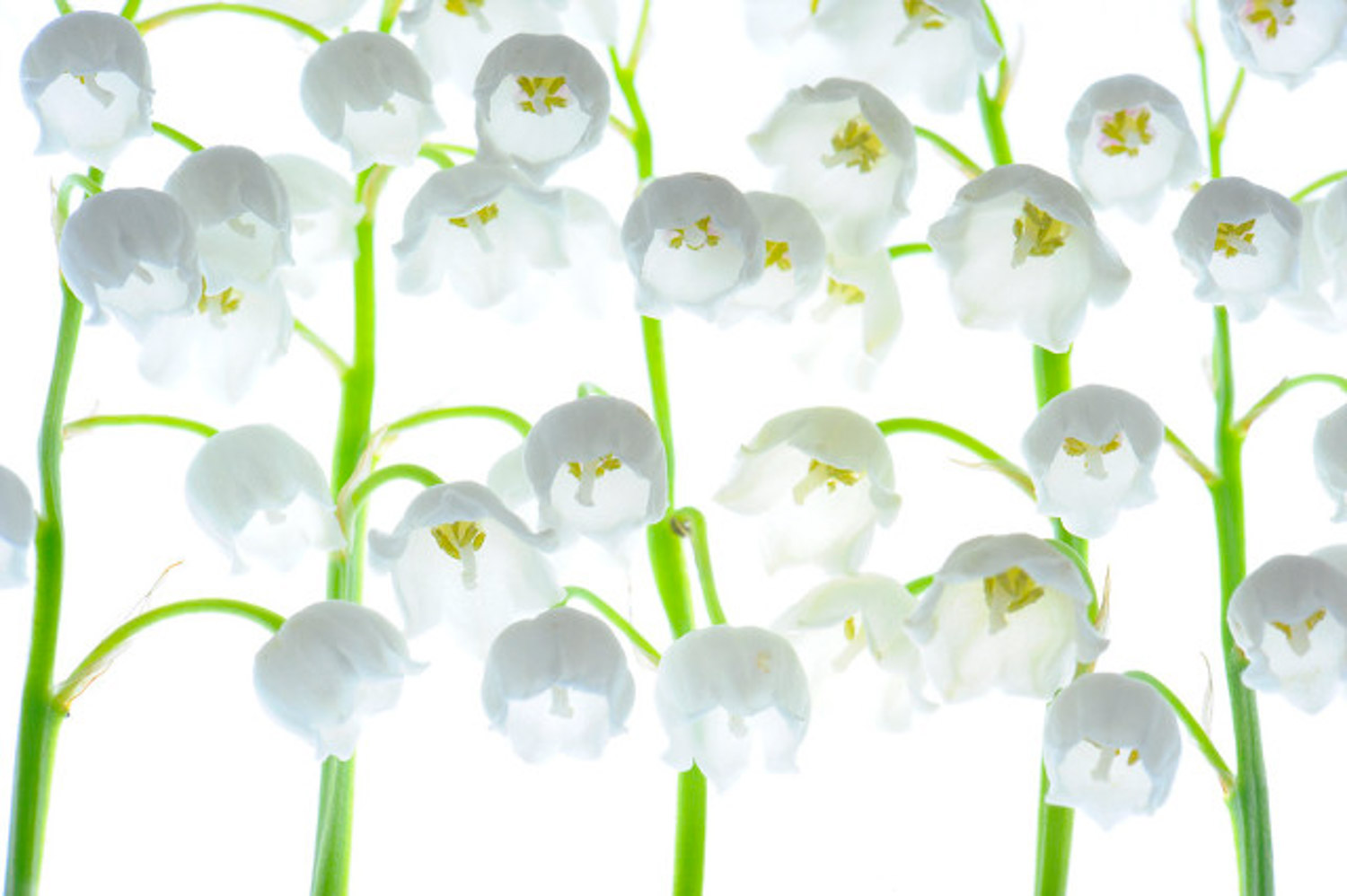 Lily of the valley