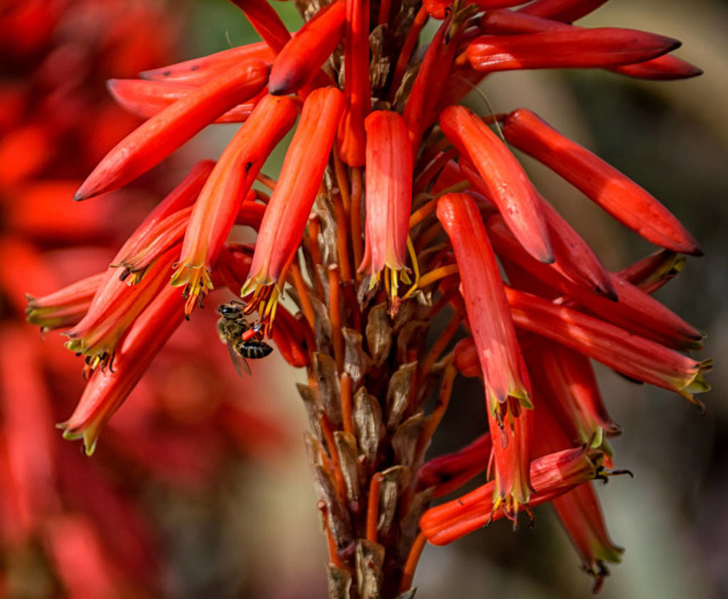 aloe