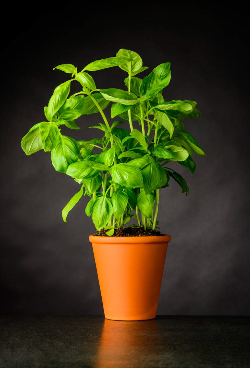 sweet basil