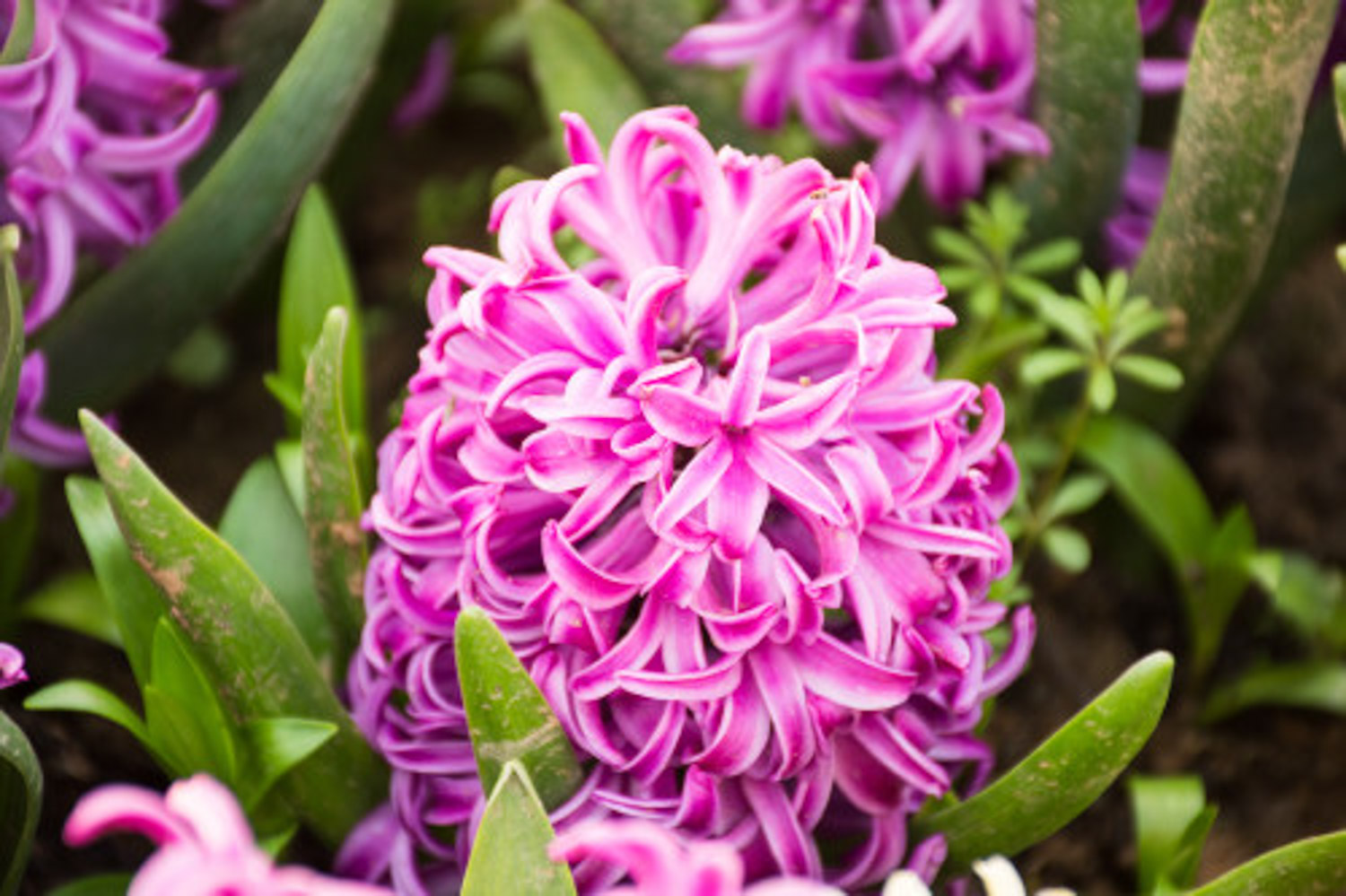 Hyacinth