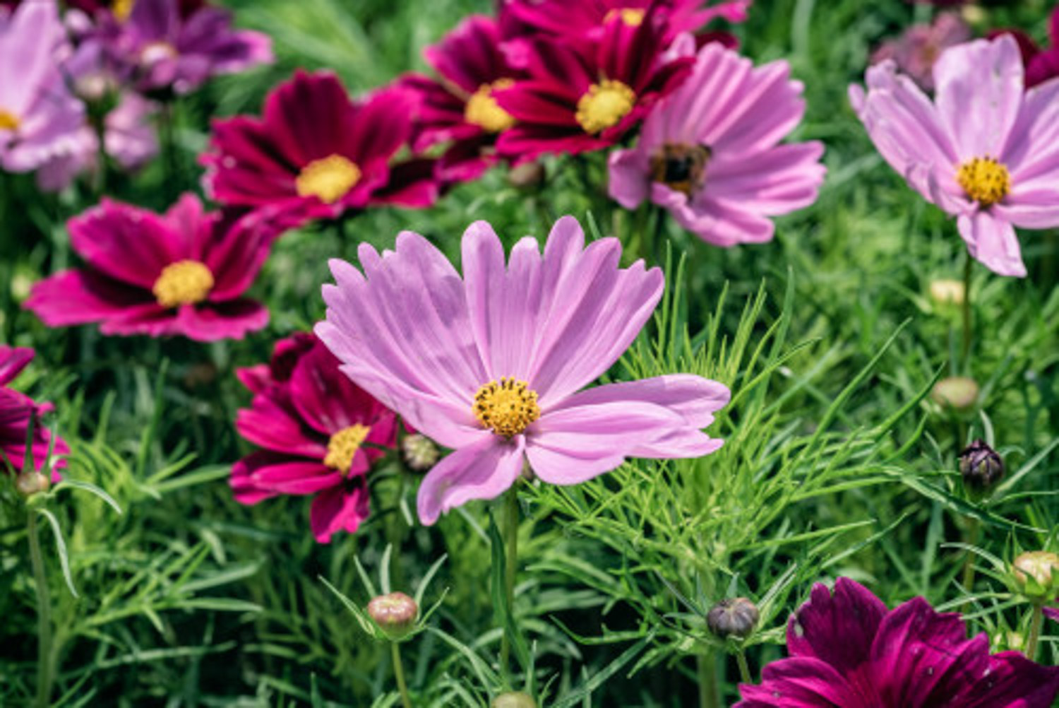 galsang flower