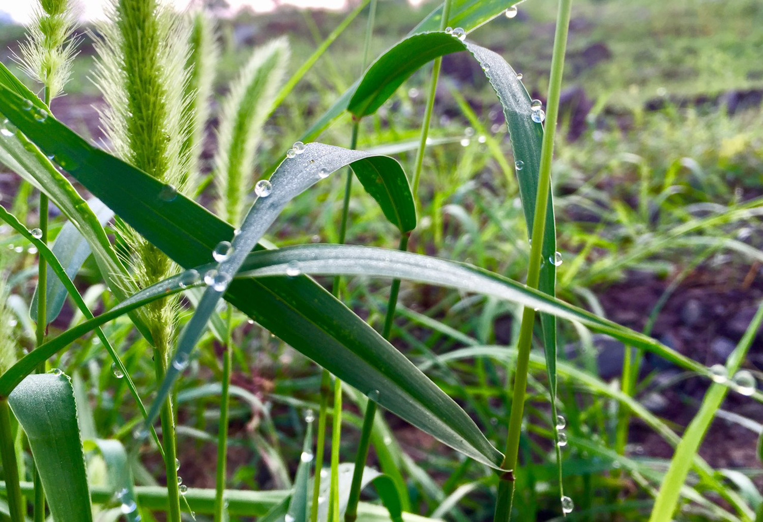 Green bristlegrass