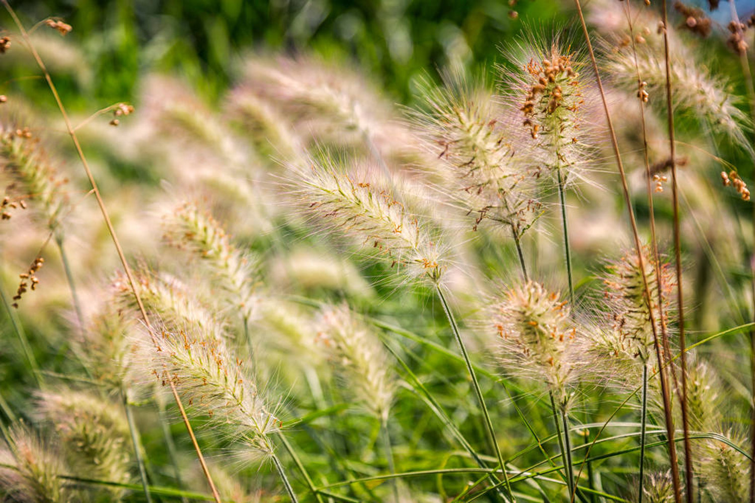 Green bristlegrass