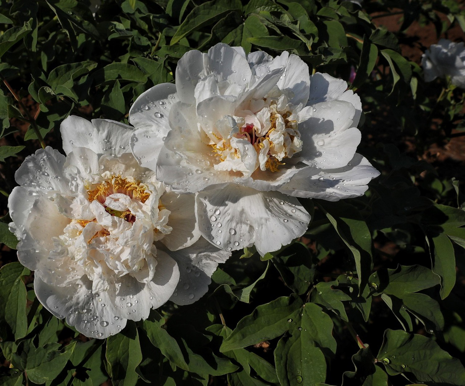 peony