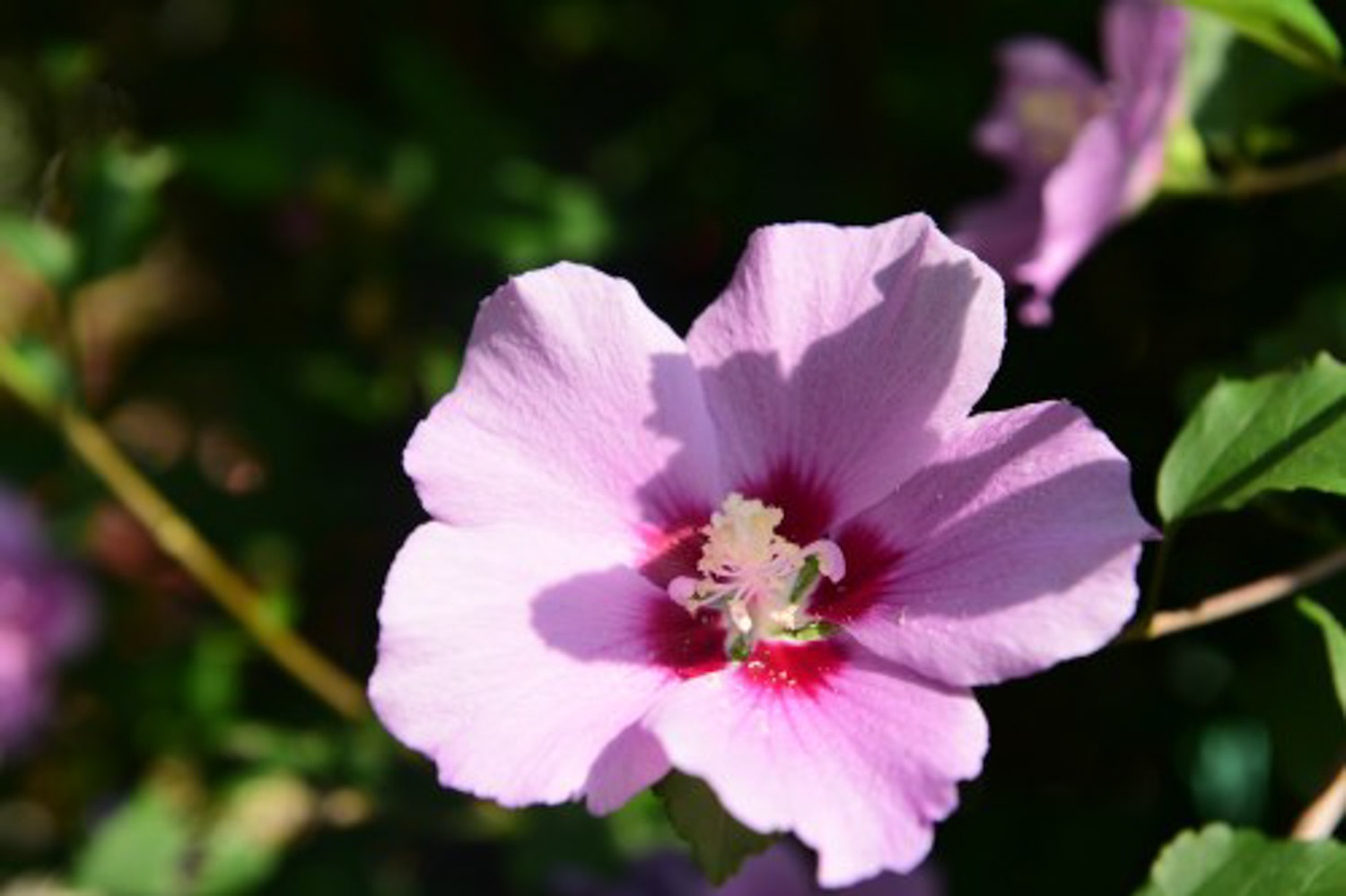 hibiscus