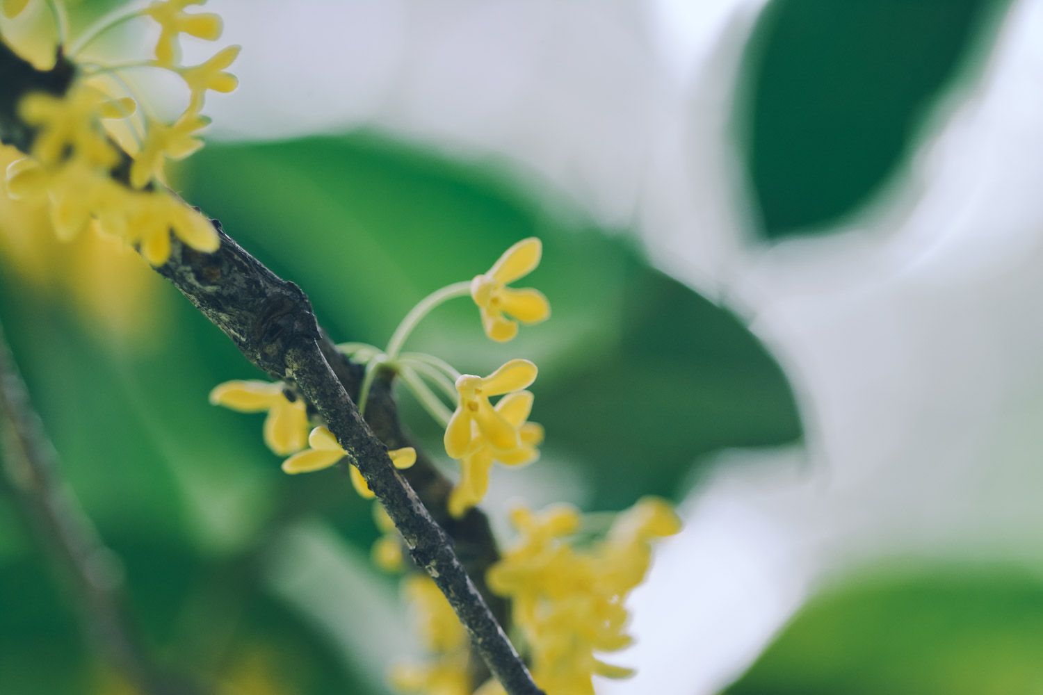 sweet-scented osmanthus