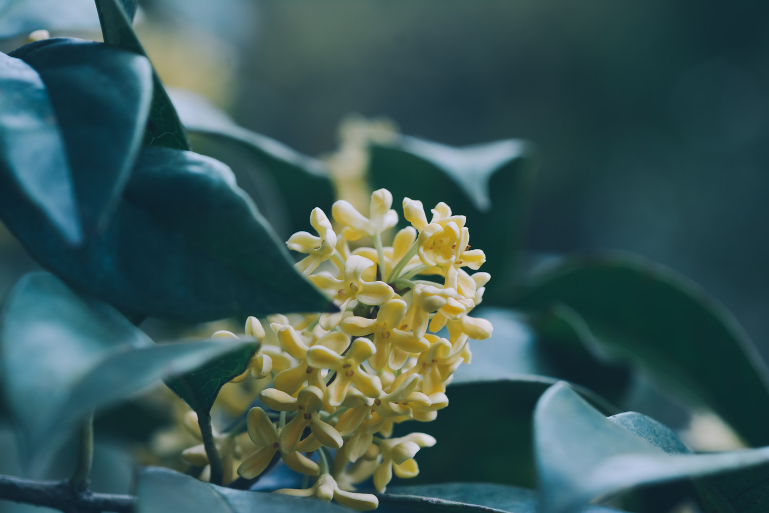 sweet-scented osmanthus