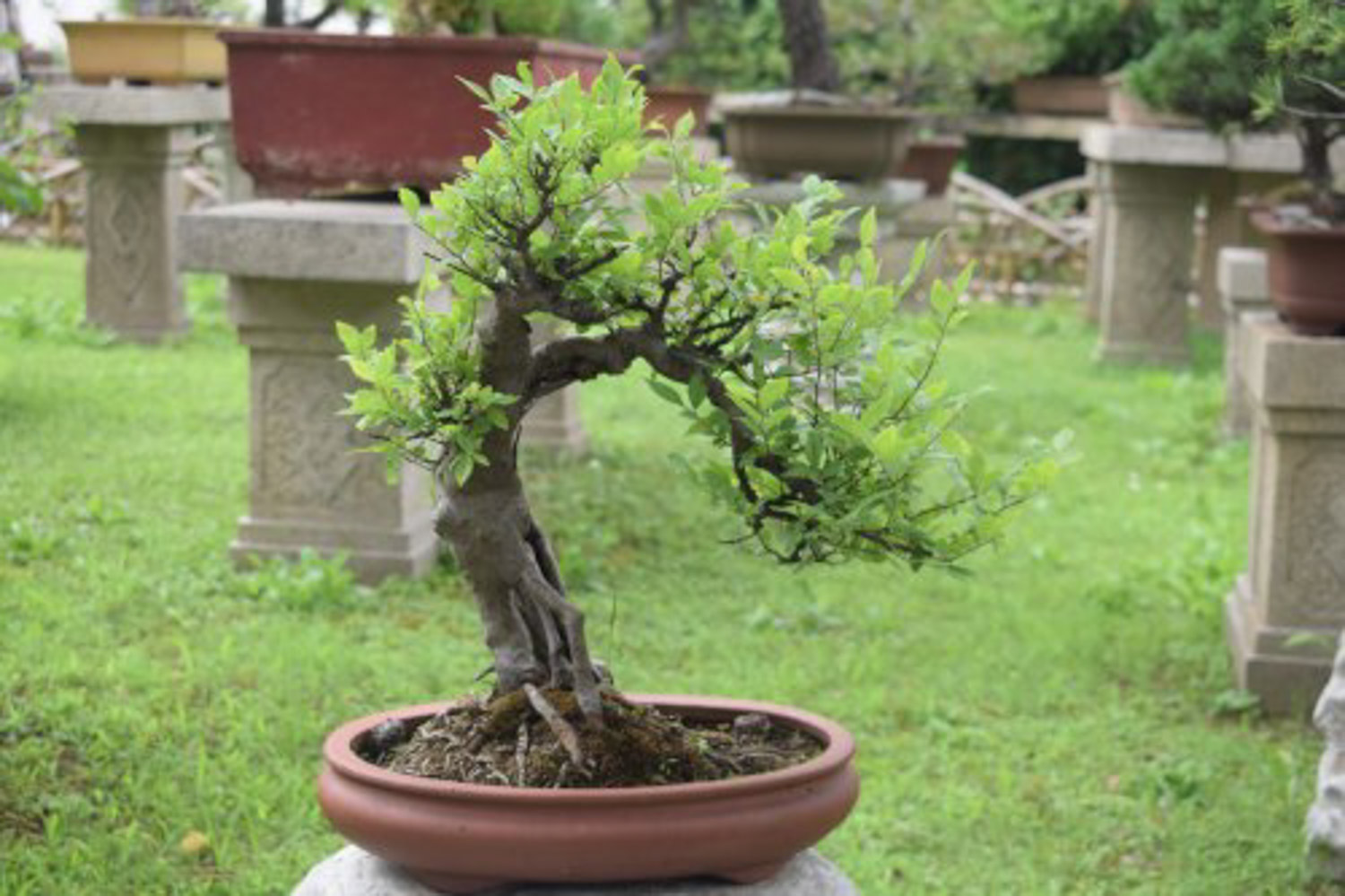 bonsai