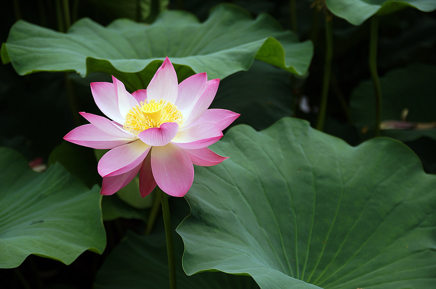 Lotus