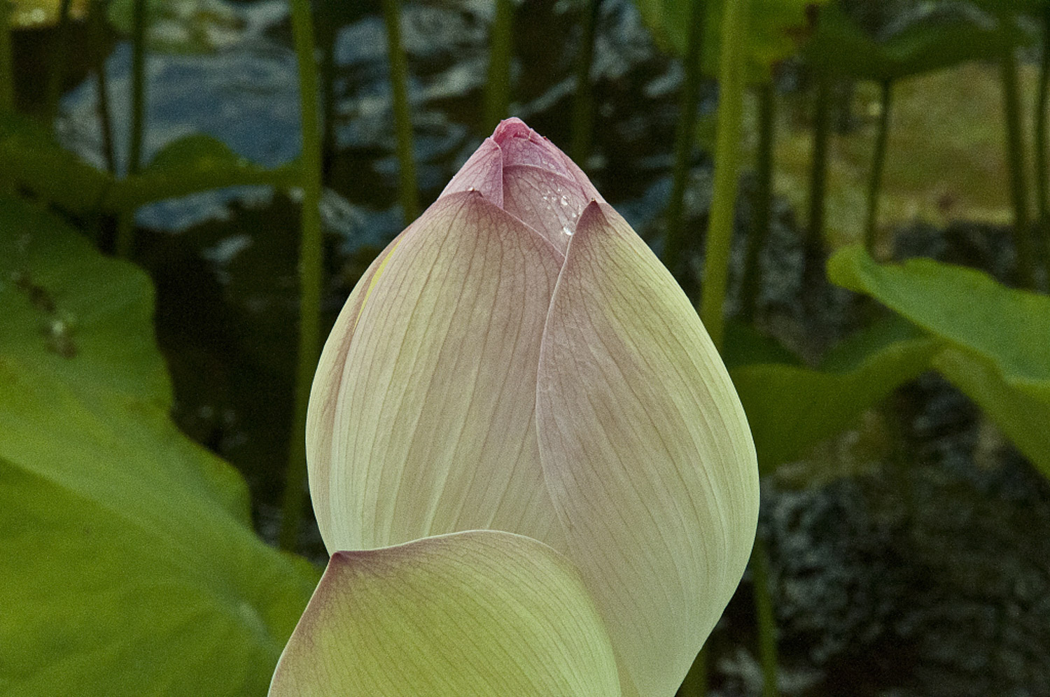 Lotus