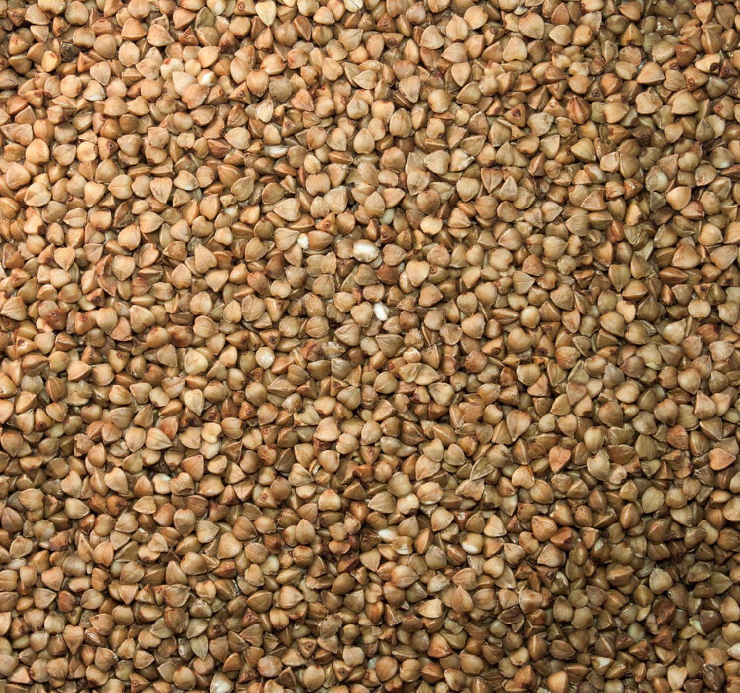 buckwheat