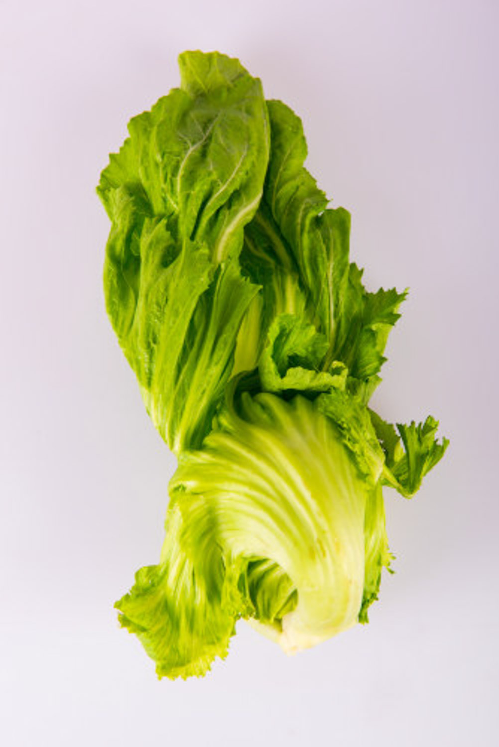 romaine lettuce