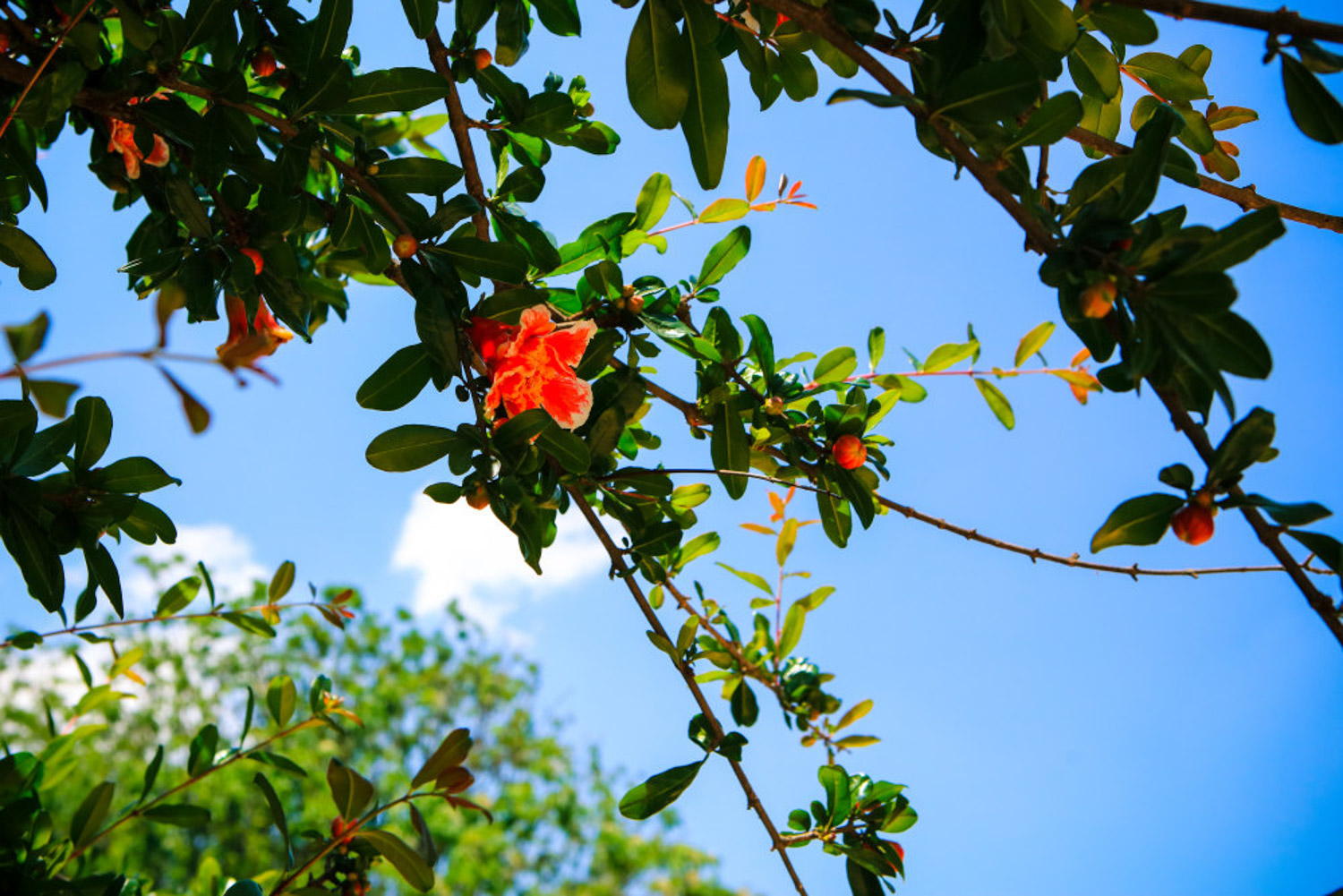 pomegranate