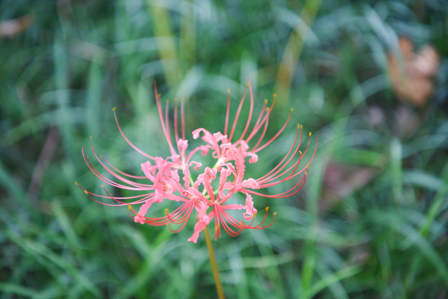 Lycoris radiata