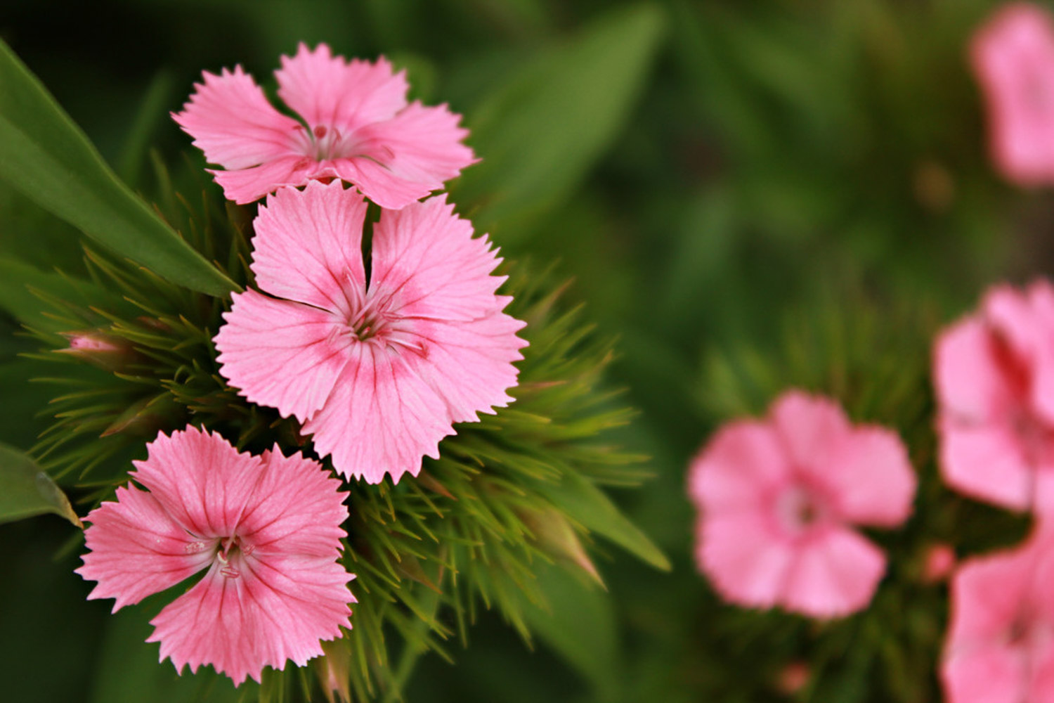 dianthus