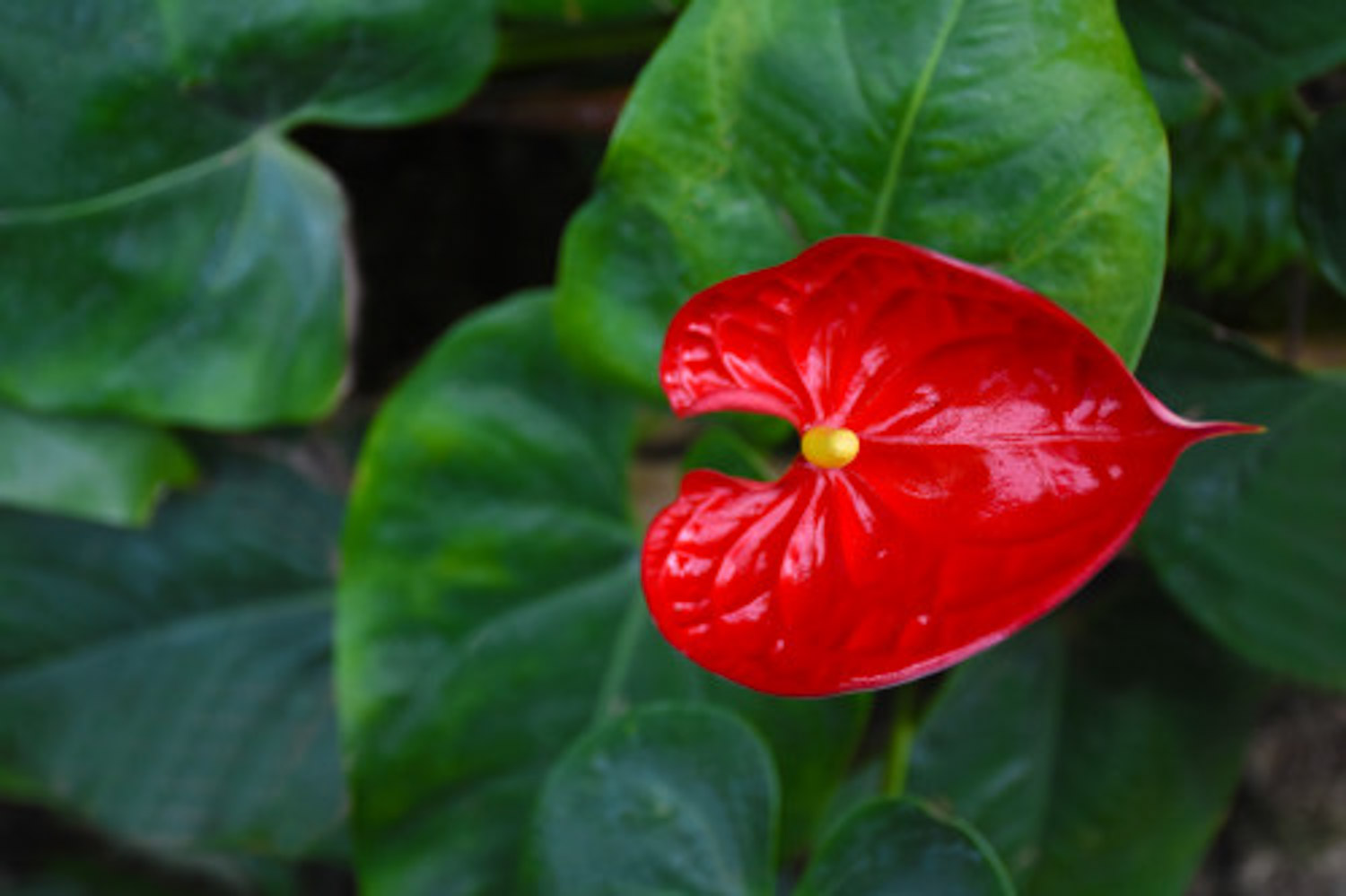 Anthurium