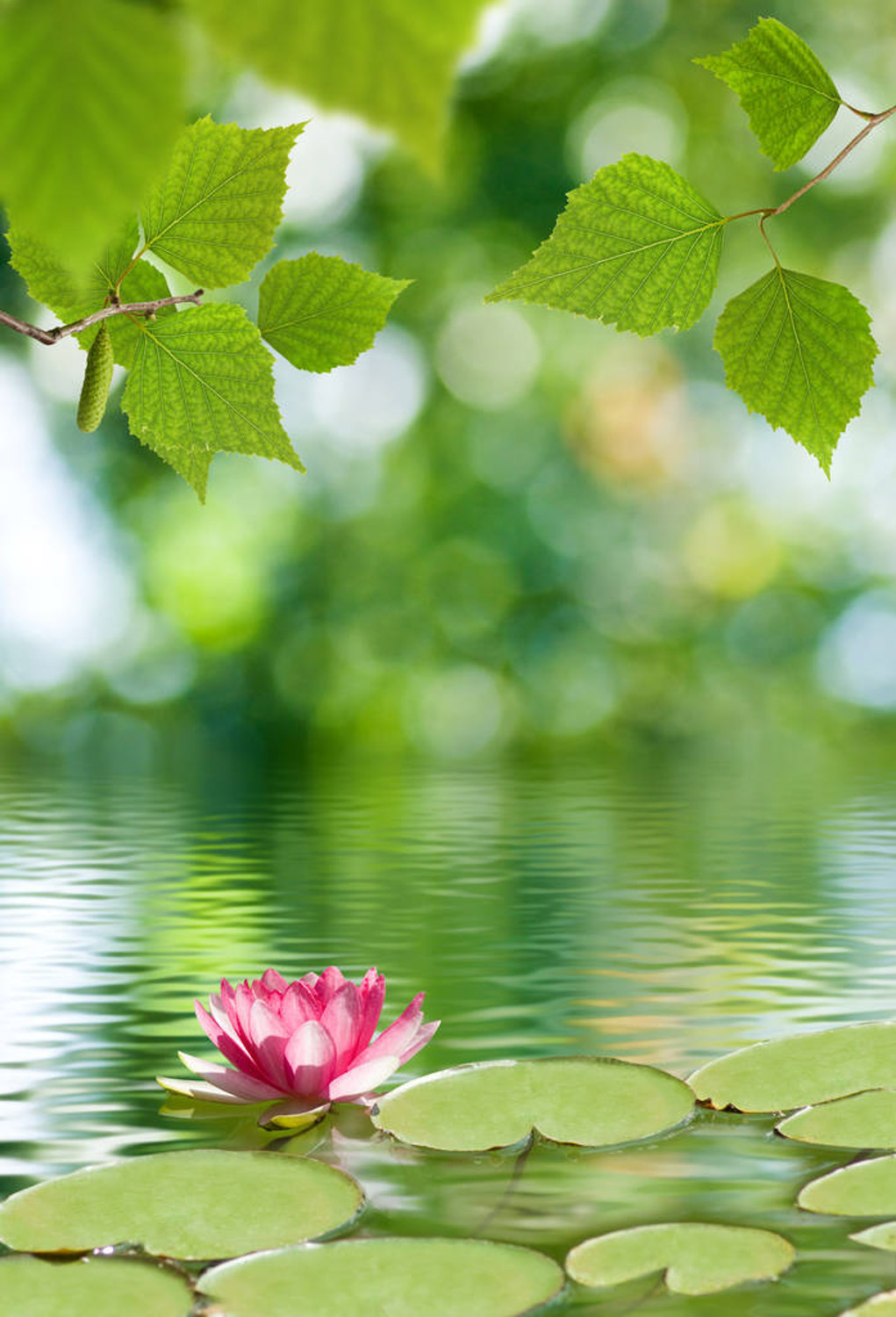 Water lilies