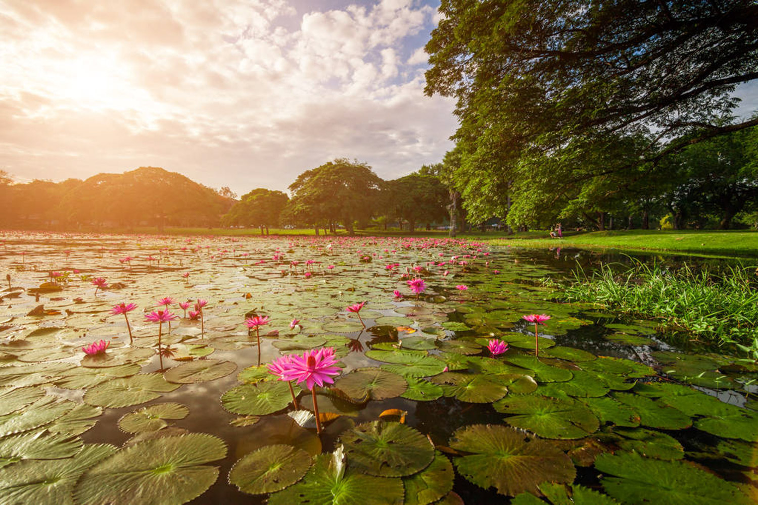 Water lilies