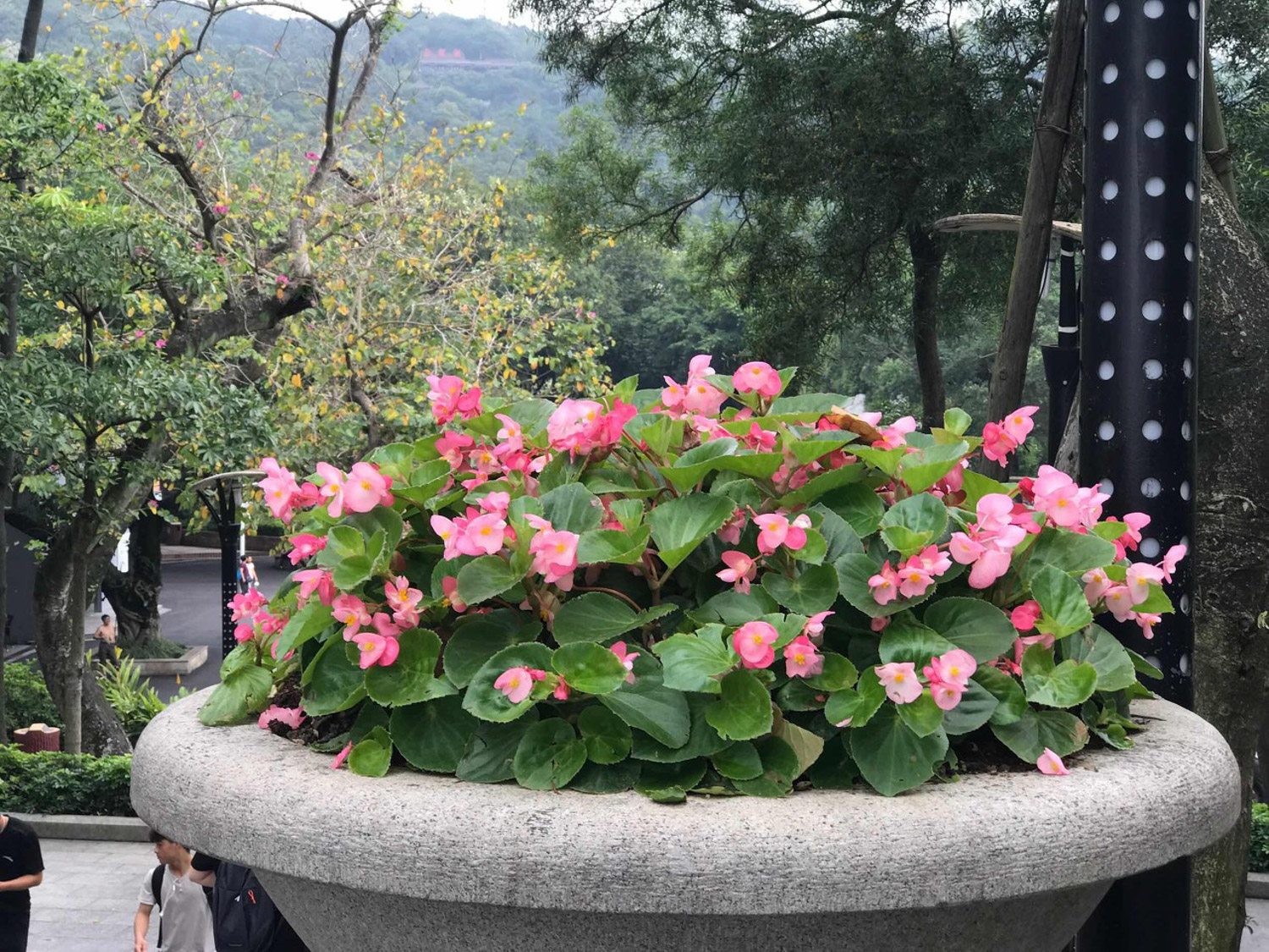 Begonia semperflorens