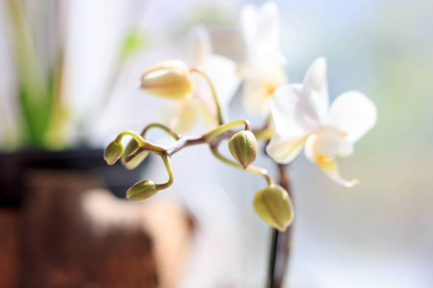 moth orchid