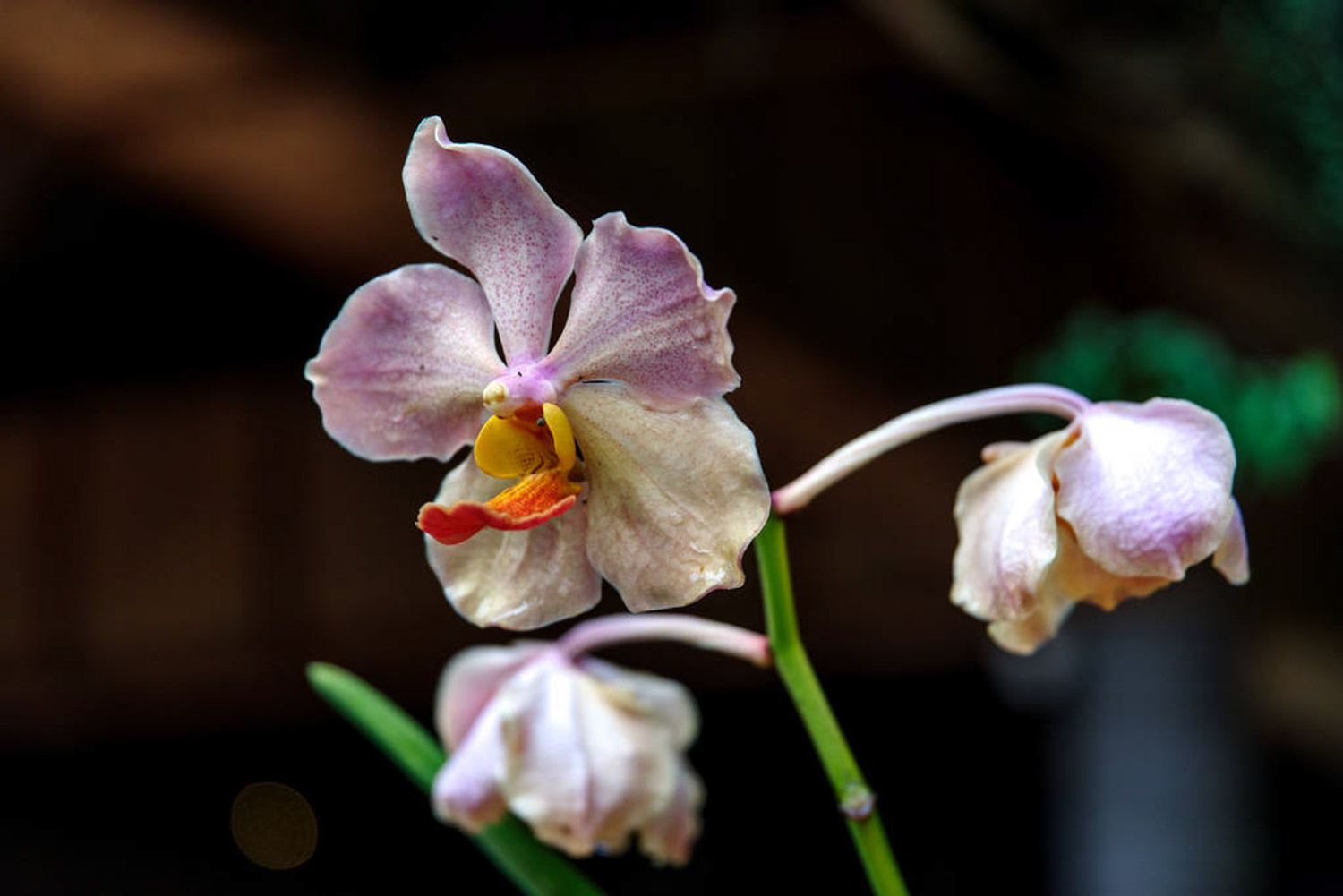 moth orchid