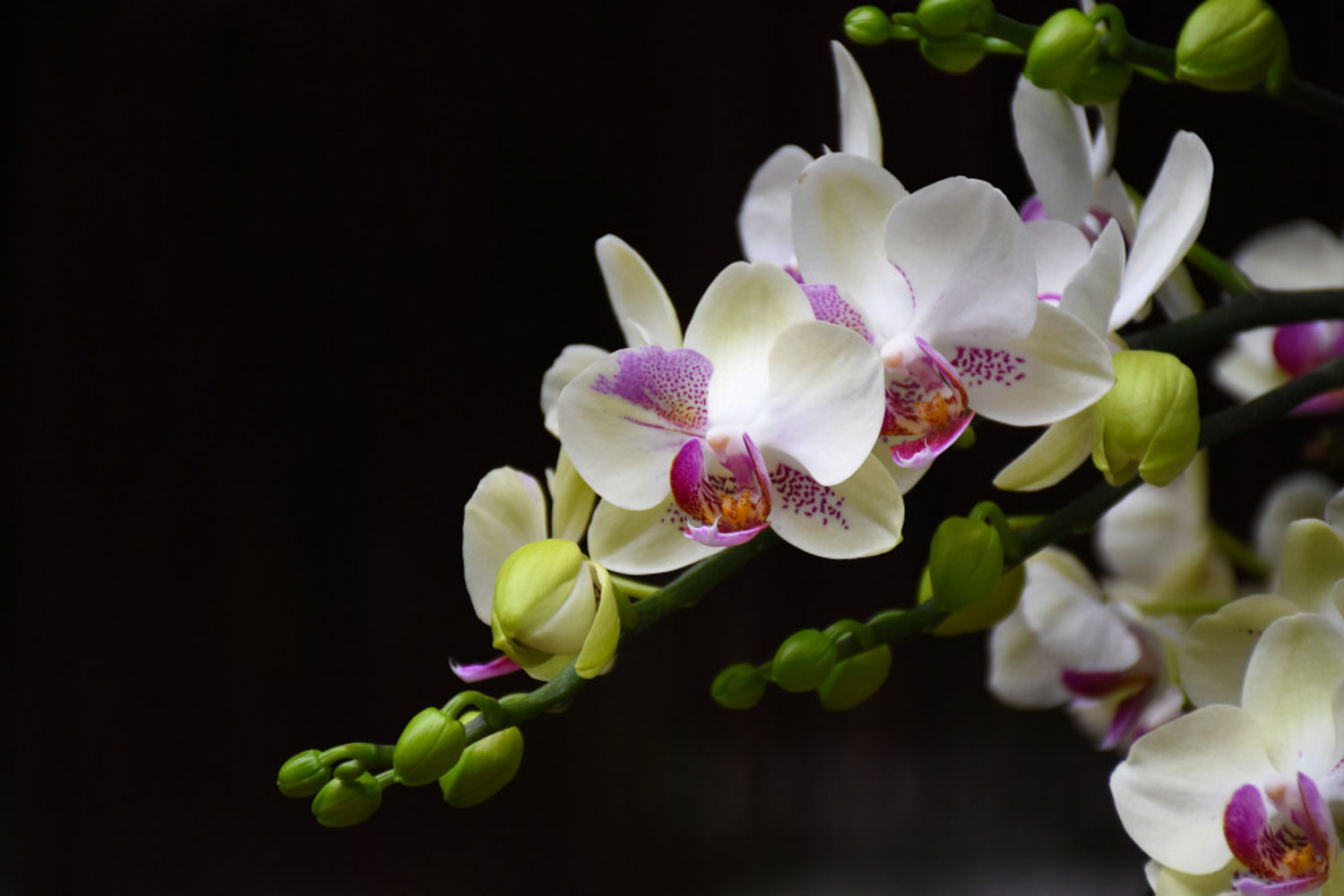 moth orchid