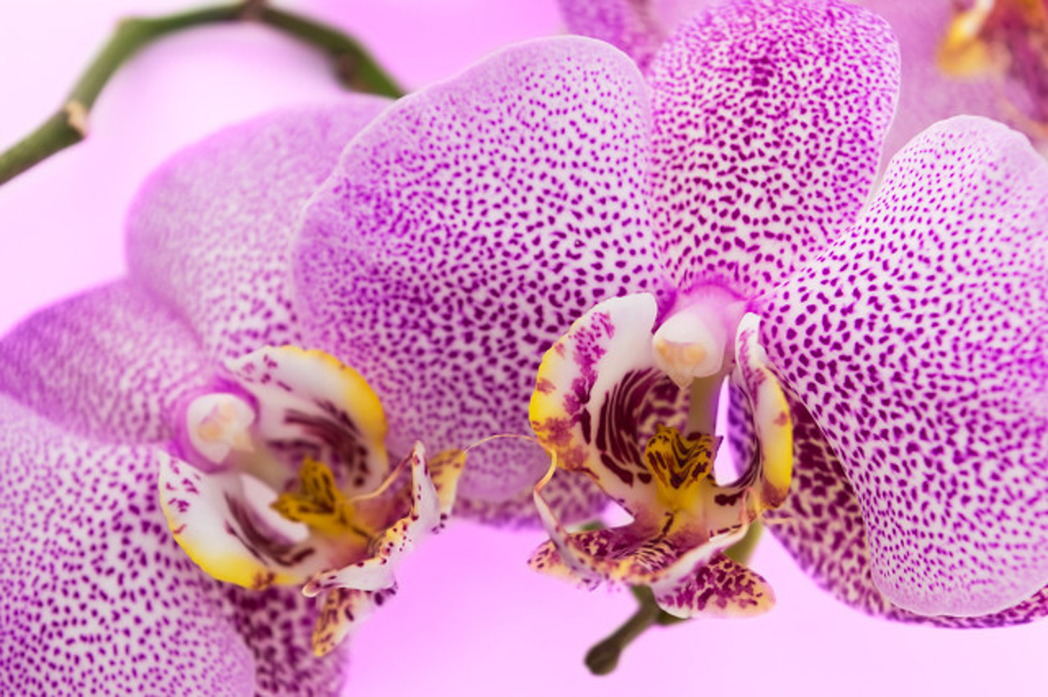 moth orchid