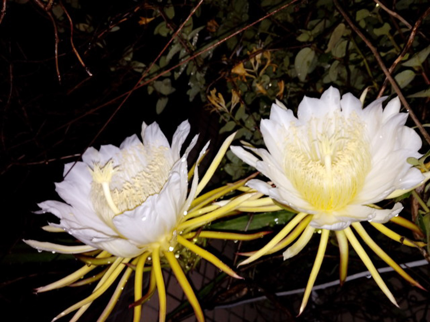 Epiphyllum